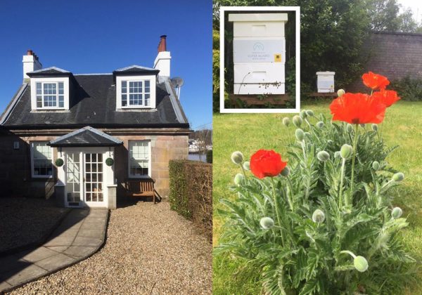 Ivy Cottage Dental Practice Photograph of building, beehive and flowers